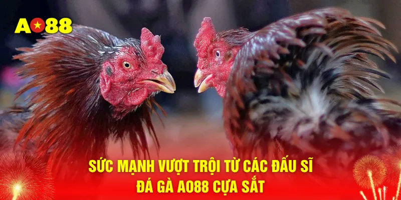 Sức mạnh vượt trội từ các đấu sĩ đá gà AO88 cựa sắt 
