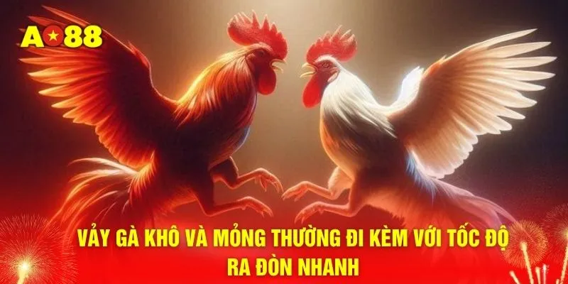 Vảy gà khô và mỏng thường đi kèm với tốc độ ra đòn nhanh